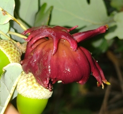 Andricus dentimitratus