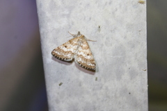 Eufidonia notataria