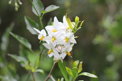 Solanum laxum