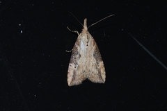 Hypena humuli