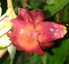 Andricus dentimitratus