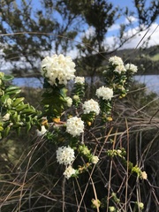 Pimelea nivea