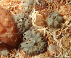 Botryllus schlosseri