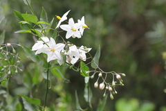 Solanum laxum