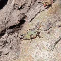 Sphenarium purpurascens