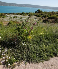 Anisodontea scabrosa