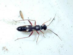 Globiceps flavomaculatus