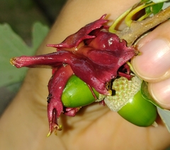 Andricus dentimitratus