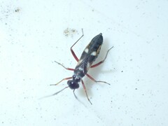 Globiceps flavomaculatus