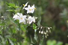 Solanum laxum