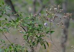 Vernonanthura squamulosa