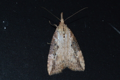 Hypena humuli