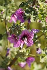 Anisodontea scabrosa