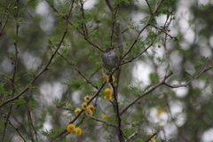 Hemitriccus margaritaceiventer