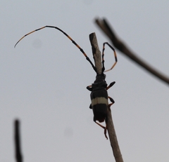 Trachyderes succinctus