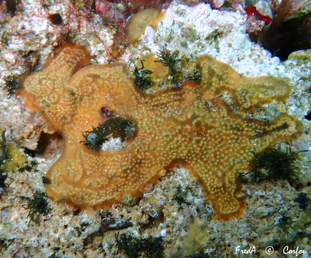 Didemnide de Lahille