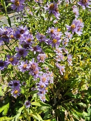 Symphyotrichum laeve