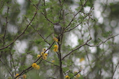 Hemitriccus margaritaceiventer