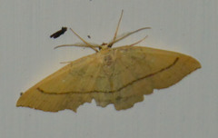 Cyclophora linearia