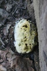 Hypomyces chrysospermus