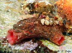 Microcosmus polymorphus