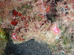 Pyura dura