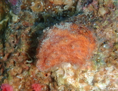 Pyura dura
