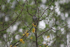 Hemitriccus margaritaceiventer