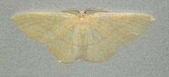 Cyclophora linearia