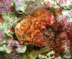 Pyura dura