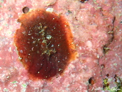 Pyura tessellata