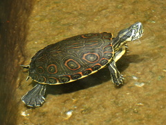 Trachemys venusta venusta