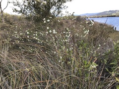 Pimelea nivea