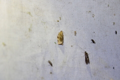 Choristoneura fractivittana