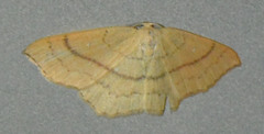 Cyclophora linearia