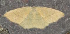 Cyclophora linearia