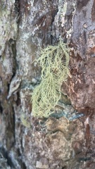 Usnea dasopoga