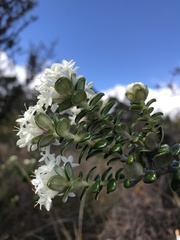 Pimelea nivea
