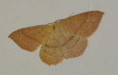 Cyclophora linearia