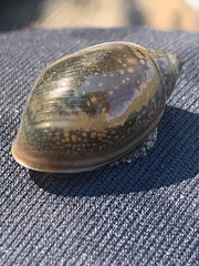 Physa
