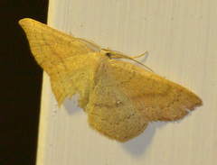 Cyclophora linearia