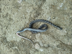 Erythrolamprus almadensis