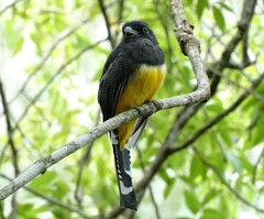 Trogon caligatus