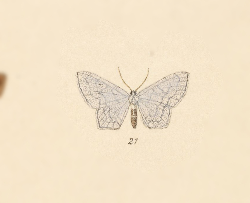 Leptostales cazeca
