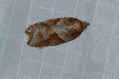 Acleris maccana