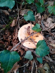 Lactarius salmonicolor