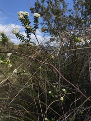 Pimelea nivea