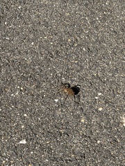 Lycosoidea