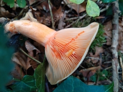 Lactarius salmonicolor