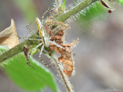 Peucetia rubrolineata